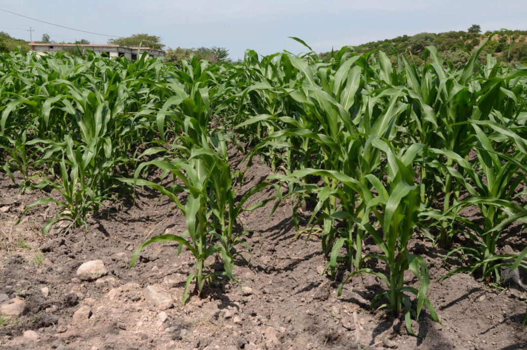 Ofrece Mexsolan herramientas de diagnóstico y manejo sostenible de los suelos agrícolas / Por Alicia Valverde