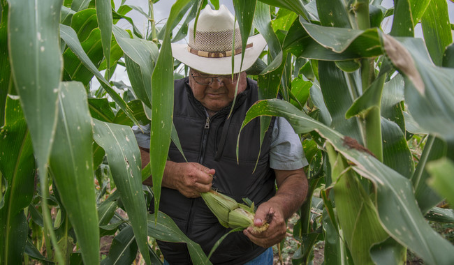 Inicia Sader el proceso de pago de los incentivos a producción para arroz, maíz y trigo / Por Alicia Valverde