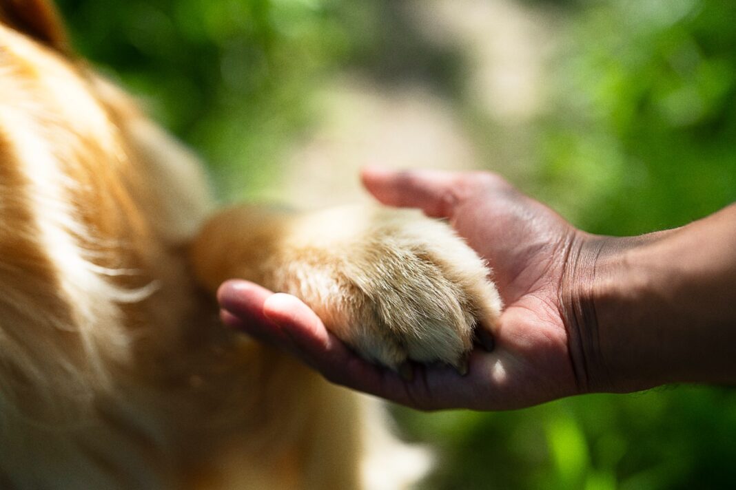 El 85% de los mexicanos muestra empatía por los animales