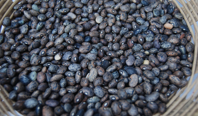 Comprará Verde Valle su consumo de frijol a productores de pequeña y mediana escala / Por Alicia Valverde