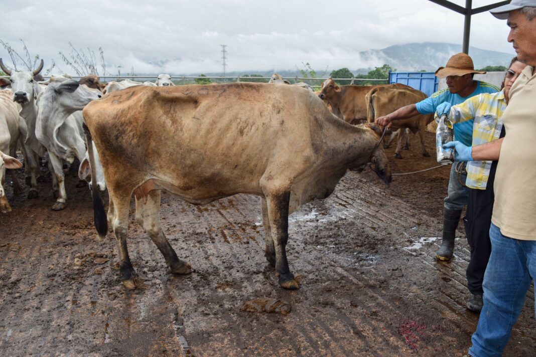 Reducen casos activos de barrenador del ganado en Tamaulipas, San Luis Potosí y Veracruz / Por Alicia Valverde