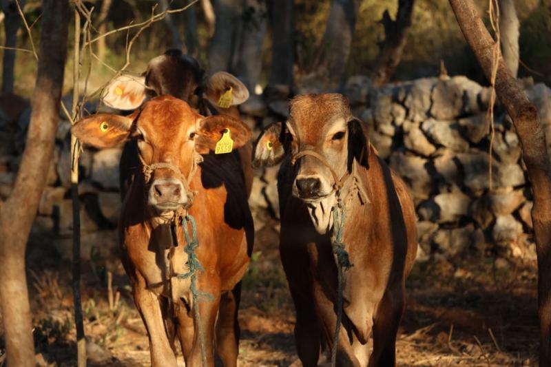 Exhortan en Yucatán a reforzar la revisión de animales ante casos de gusano barrenador