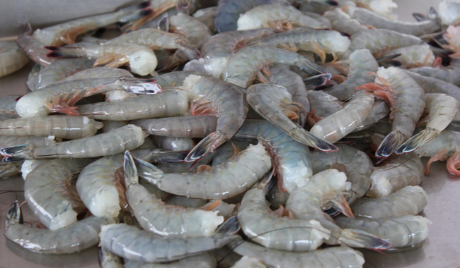 Establece Conapesca veda de camarón en el Alto Golfo de California / Por Alicia Valverde