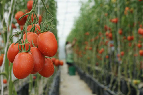 Uso de plástico en zonas agrícolas repercute en el ambiente y en nuestra salud: UNAM