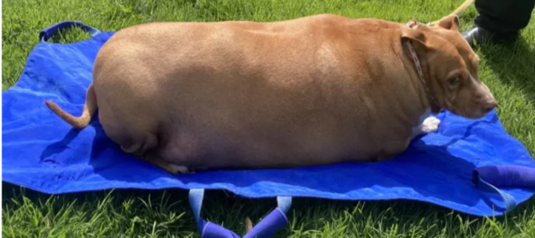Obesidad en perros y gatos, alerta silenciosa: Conafab / Por Alicia Valverde