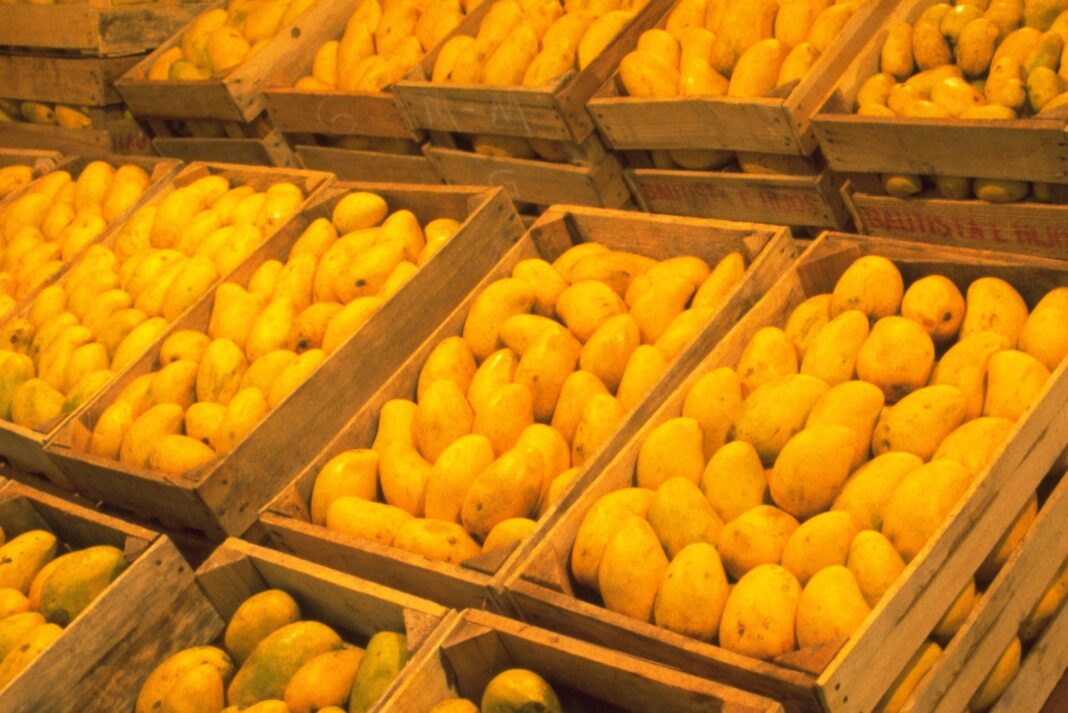 Prevén que envíos de mango a EU superen las 350 mil toneladas de enero a septiembre / Por Alicia Valverde