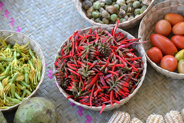 Identifican en la Mixteca Alta de Oaxaca plantas silvestres comestibles