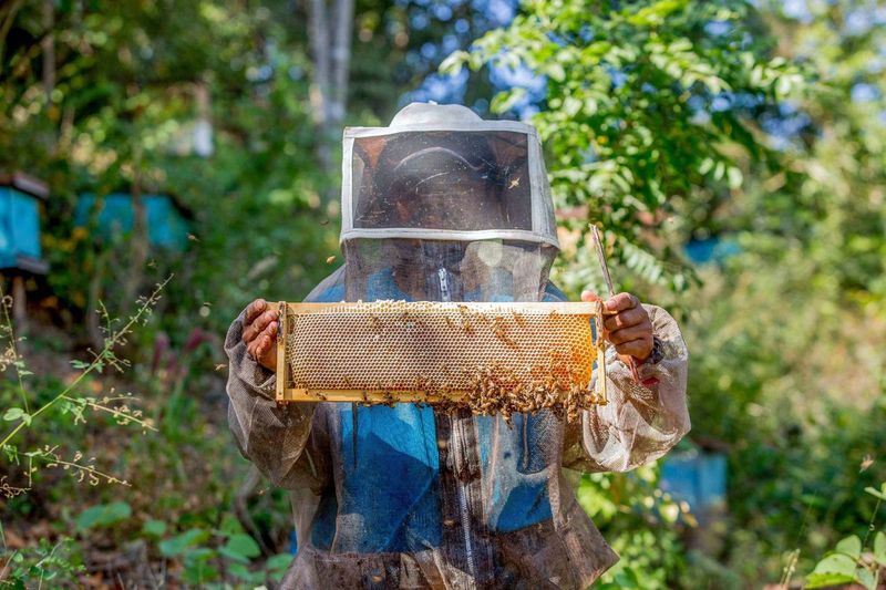 Campaña Nacional busca proteger a las abejas de plagas y evitar poner en riesgo la producción de más del 80% de los cultivos / Por Alicia Valverde