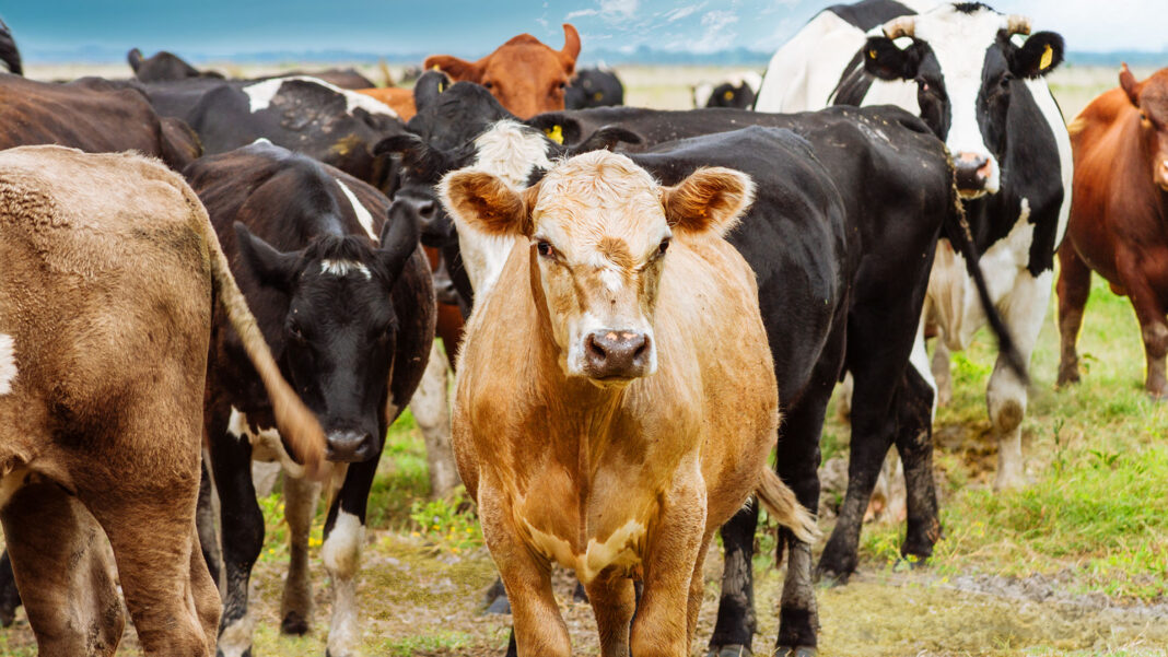 En Yucatán, cero animales muertos por gusano barrenador gracias a las acciones estratégicas