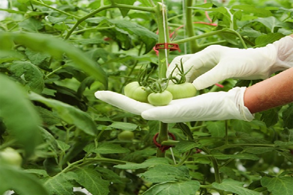 Guadalupe Xoconostle y Graciela Ávila, ganadoras del Premio Nacional de Sanidad Vegetal 2026: Senasica / Por Alicia Valverde